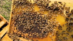 Honigbienen im Stock auf den Waben