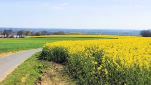 Rapsfeld in Straelen